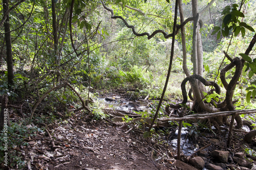 Sen Monorom Cambodia, jungle landscape with path and creek Sen Monorom Cambodia, jungle landscape with path and creek