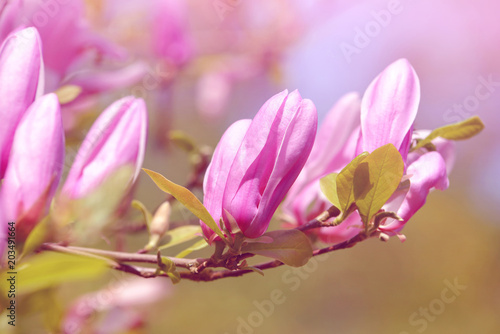 Spring blossoming branch of magnolia   natural floral background.