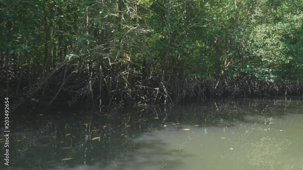 Sailing on a boat through the mangrove forest in slow motion Sailing on a boat through the mangrove forest in slow motion