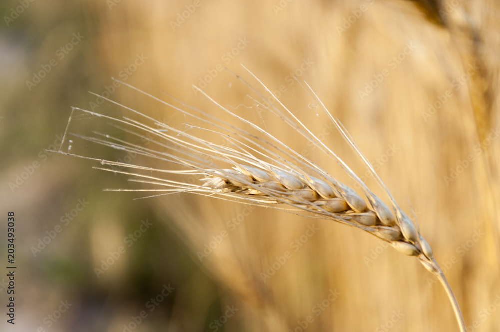 A spike of the golden wheat crop A spike of the golden wheat crop