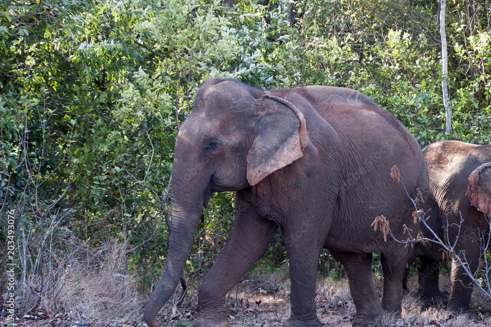 Sen Monorom Cambodia, asian elephants walking in forest