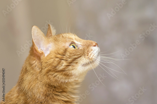 Fluffy red cat side view in profile close-up