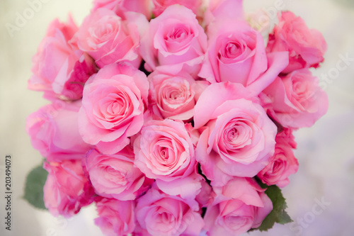 Pink Roses © HongKi