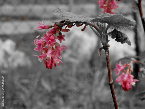 rose