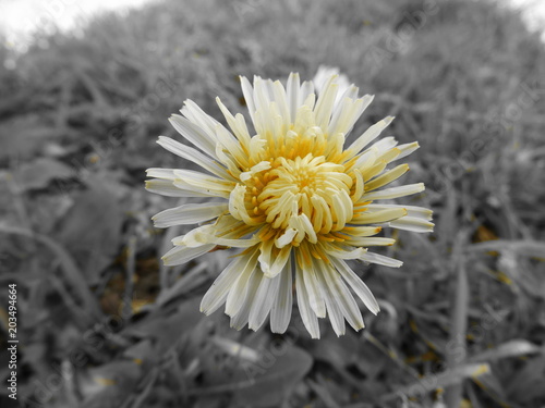 jaune 