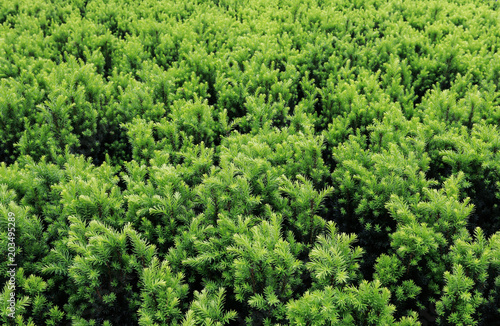 Green background with coniferous shrubs.