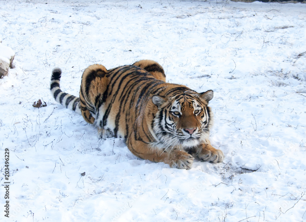 The Amur tiger on snow