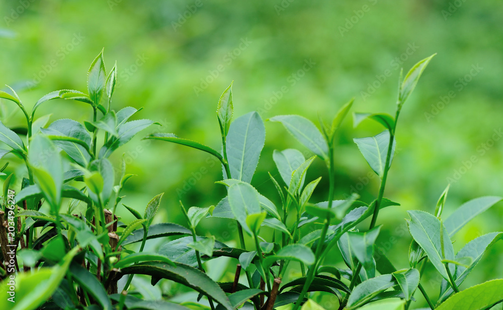 Growing green tea trees in spring mountains Growing green tea trees in spring mountains