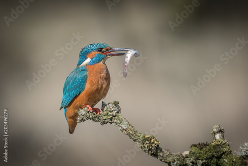 A profile portrait of a female kingfisher sitting on a lichen covered branch with a small fish held in her beak and looking to the right with space for text