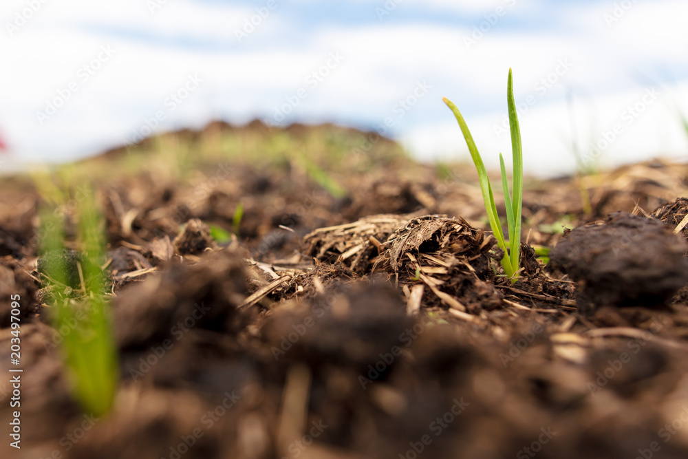 Sprout onion in the soil in the garden Sprout onion in the soil in the garden