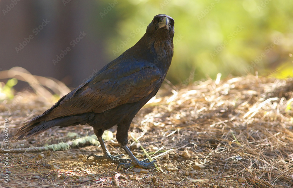 Fototapeta premium Detailed view of a black raven