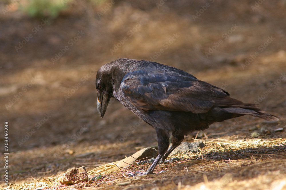 Naklejka premium Detailed view of a black raven