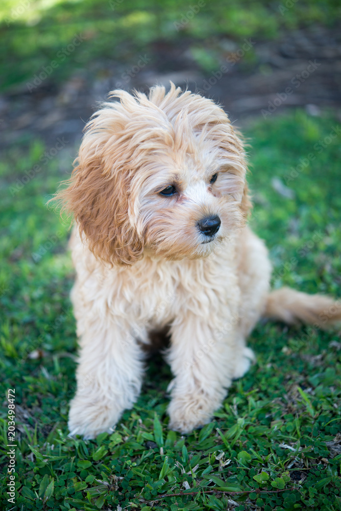 カブードルの子犬
カブードルの子犬