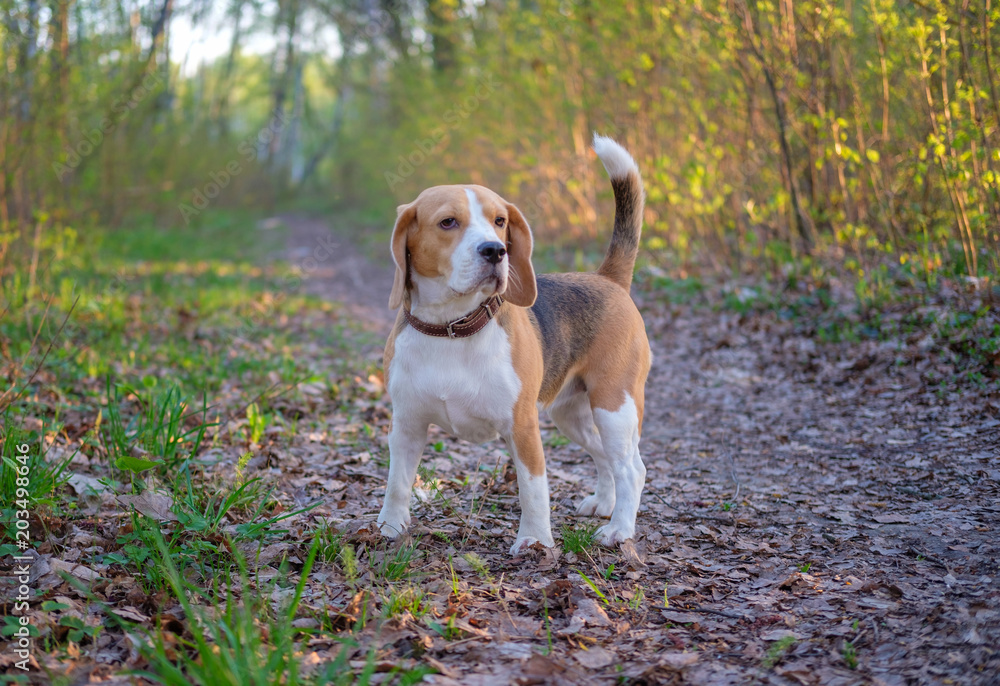 Beagle in the morning for a walk in the spring Park