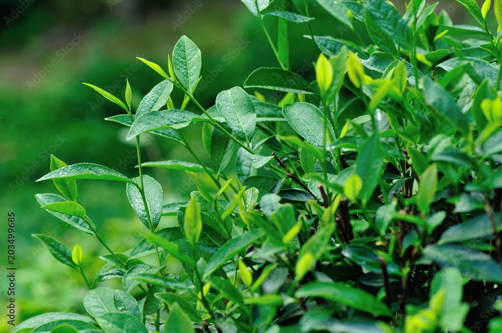 Growing green tea trees in spring mountains Growing green tea trees in spring mountains