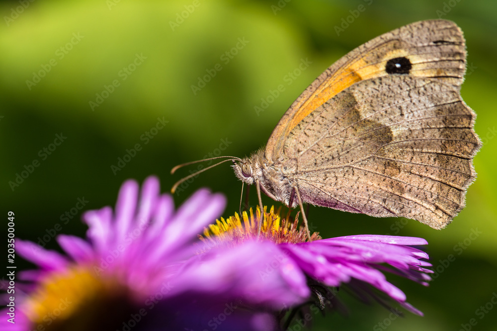 Obraz premium papillon