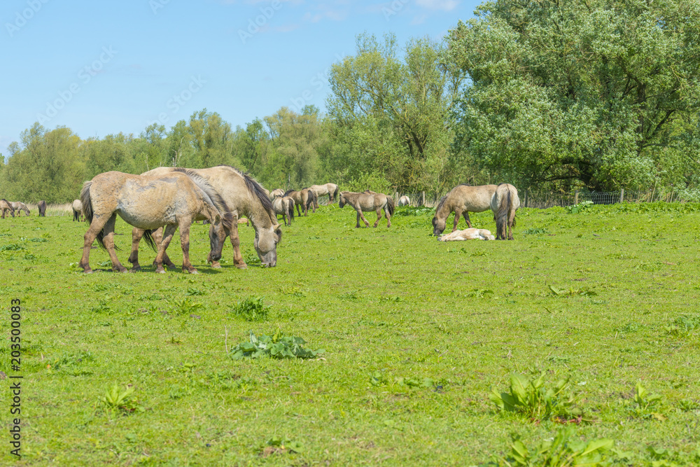 Feral horses in a field in sunlight in spring
Feral horses in a field in sunlight in spring