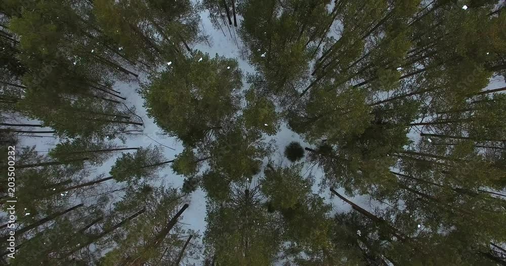 Aerial view winter forest pine in ural region Aerial view winter forest pine in ural region