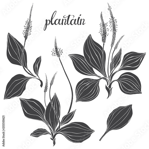 Plantain. Medicinal plant wild field flower.Sketch.Hand drawn silhouette vector illustration, isolated floral elements for design on white background.