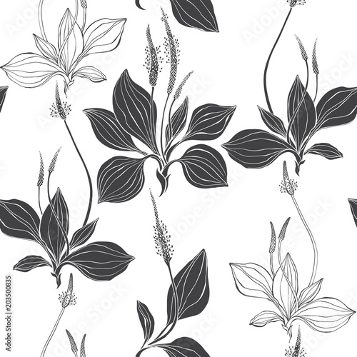 Seamless pattern with plantain. Black and white vector illustration. Outline and silhouette drawing on a white background.