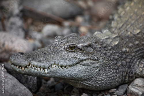crocodile close-up at the zoo