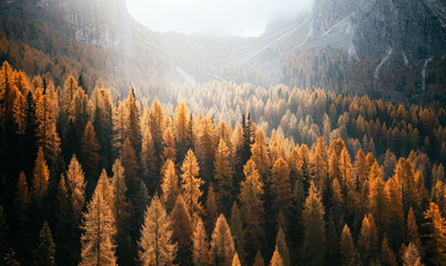 Great view of the yellow larches. National Park Tre Cime di Lavaredo, Dolomiti alp, Tyrol, Italy.