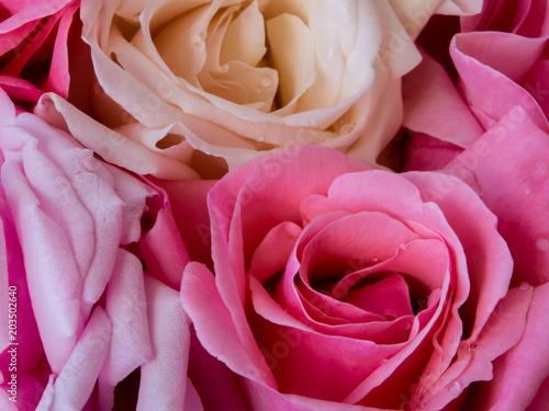 yellow and pink roses with water droplets on background