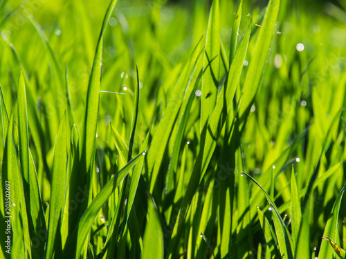 Green natural background. Fresh spring grass with drops on natural defocused light green background.