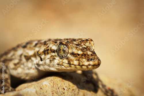Kotschy's Naked-toed Gecko, portrait