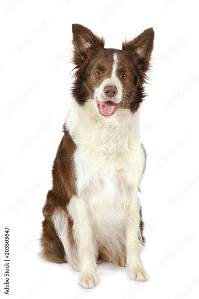 Collie border breed dog isolated on white background