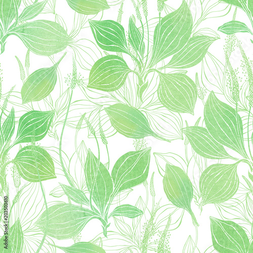 Seamless pattern with plantain. Watercolor illustration on a white background.