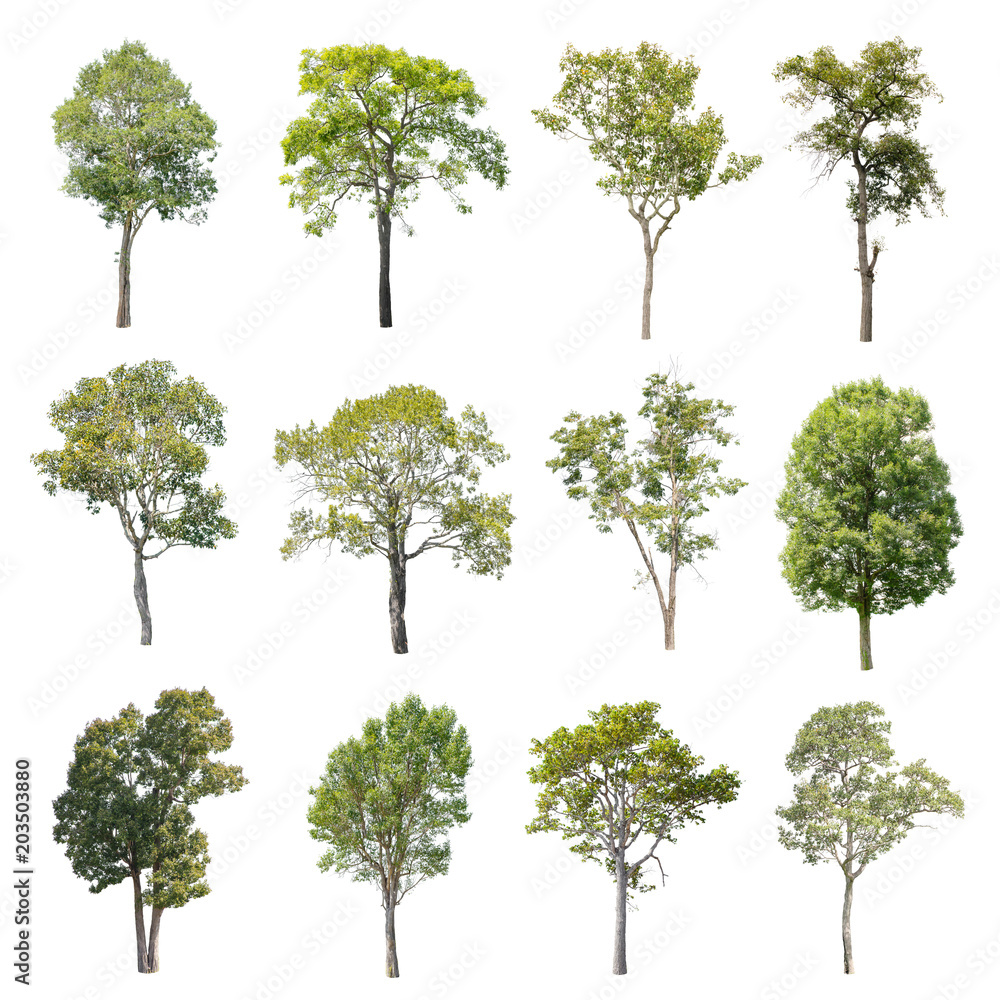 Isolated Trees on white background Isolated Trees on white background