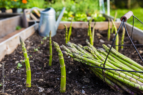 Young green asparagus grown in the garden.
