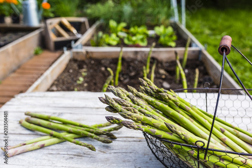 Young green asparagus grown in the garden.
