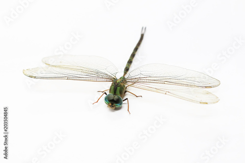 Green dragonfly isolated in white background. Transparent wings insect.