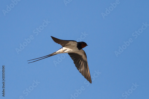 Barn swallow (Hirundo rustica) fly fast