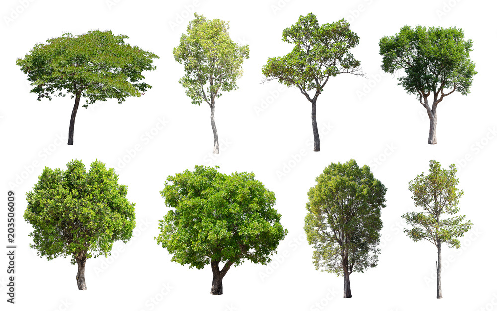 Isolated Trees on white background, Collection of trees. Isolated Trees on white background, Collection of trees.