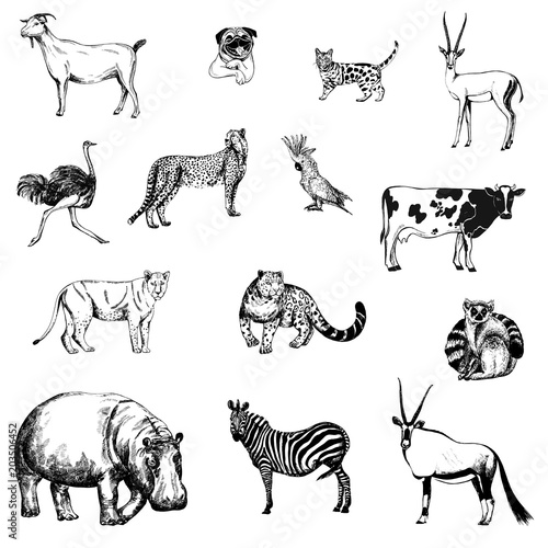 Set of hand drawn sketch style animals and birds isolated on white background. Vector illustration.