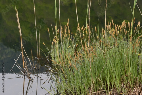 carex elata