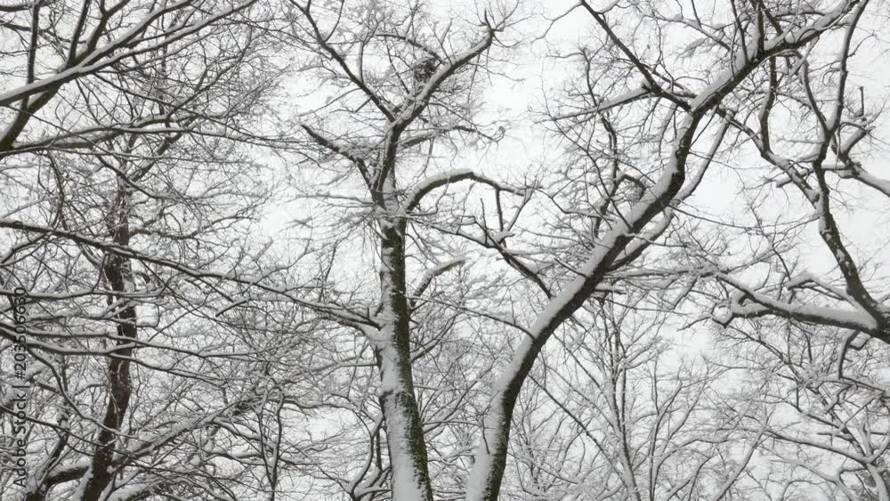 4K Winter Snowfall and Snowy Tress 4K Winter Snowfall and Snowy Tress