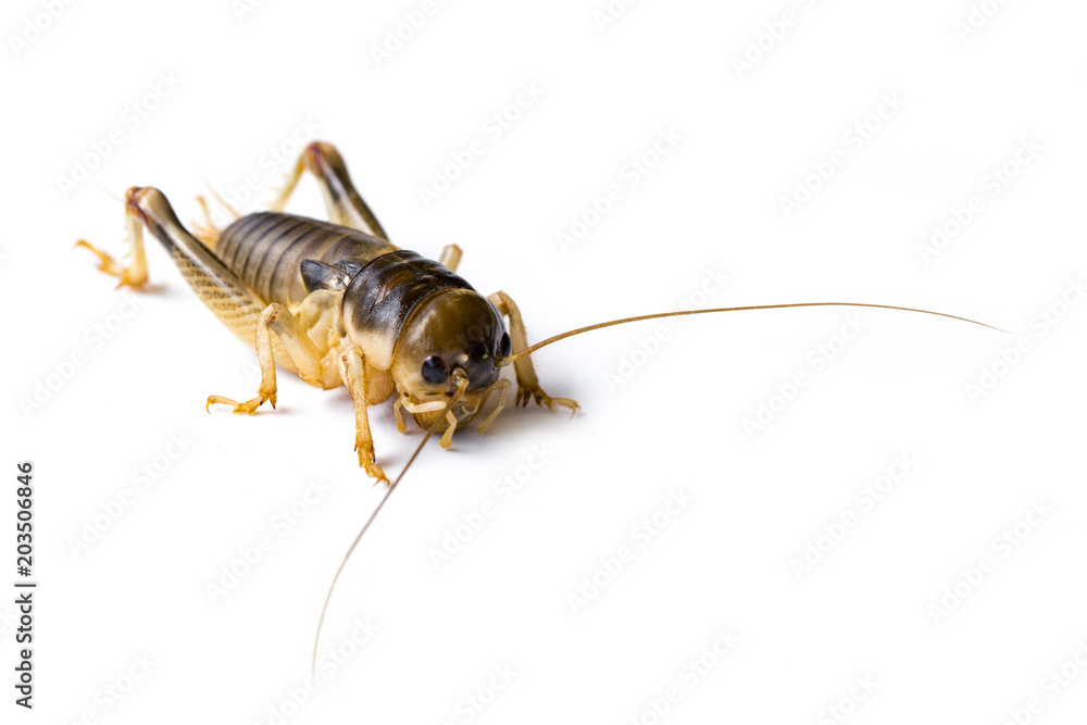Image of cricket on white background., Insects. Animals Image of cricket on white background., Insects. Animals