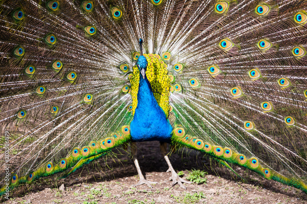 Obraz premium beautiful peacock in the zoo