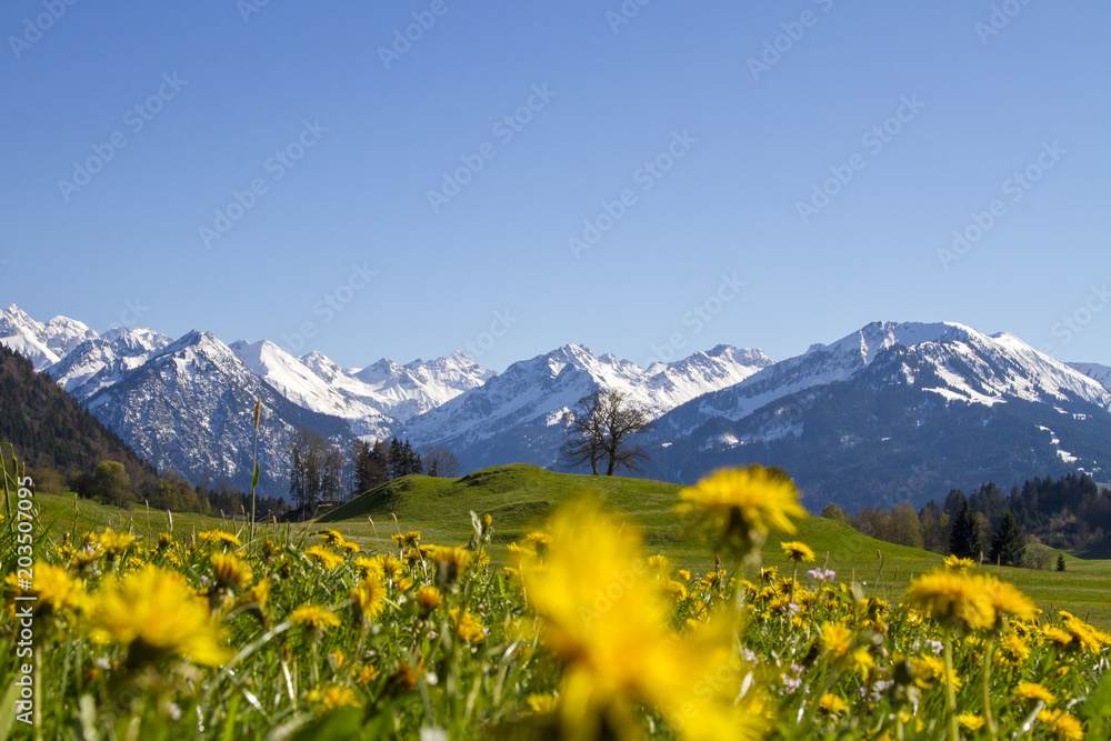 Allgäu - Alpen - Frühling - Oberstdorf - Berge - Löwenzahn