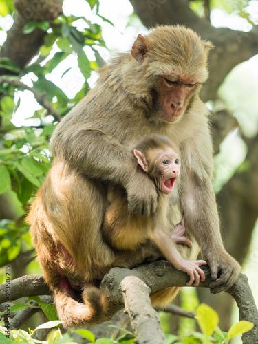 Macaque monkey mother holds her cute blue eyed baby in Bhandarkhal Jungle in Kathmandu, Nepal © Solomiia
