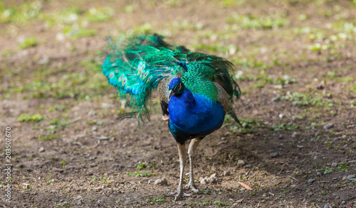 beautiful peacock in the zoo