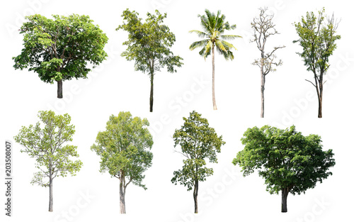 Isolated Trees on white background  Collection of trees.