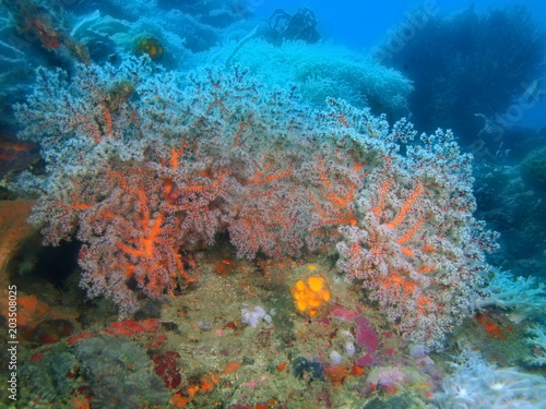 Gorgonian coral © vodolaz