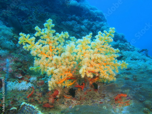 Fototapeta Naklejka Na Ścianę i Meble -  Gorgonian coral