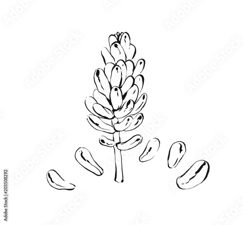 Hand drawn vector abstract artistic ink textured graphic sketch drawing illustration of succulent cactus plant flower isolated on white background