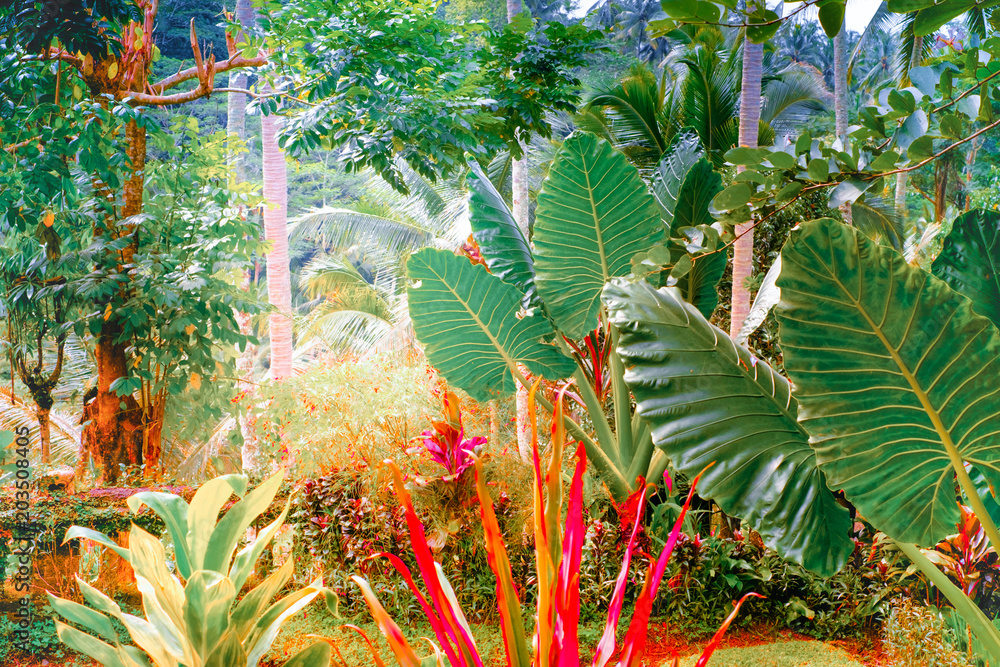 Surreal colors of fantasy tropical nature - obrazy, fototapety, plakaty 